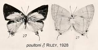 Image result for Agelanthus sansibarensis