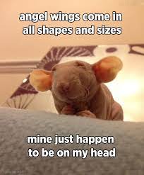 Pin On Mice Rats G Pig Skunk