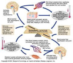 Body Temperature Regulation Physiology Physiology