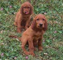 If you are here looking for the perfect addition to your family, then you need not look we still hear from families that adopted puppies from us months ago! Smyth Field Irish Setters Irish Setter Breeders