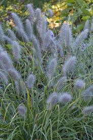 Creates a terrific textural and color contrast among shrubs, perennials, and in rock gardens. Fountain Grass Pennisetum Alopecuroides Moudry From East Coast Nurseries