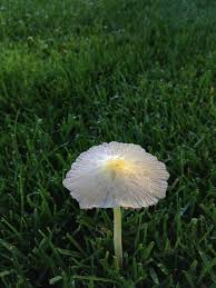 Amazing Mushroom Plants Stuffed Mushrooms Flowers