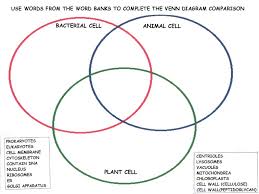 Plant cell structure and function slideshare. Venn Diagram Of Plant And Animal Cells And Bacteria Ziyem