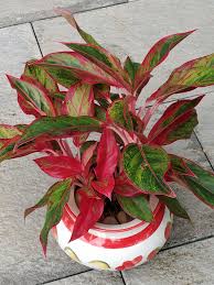 Pin On Houseplants