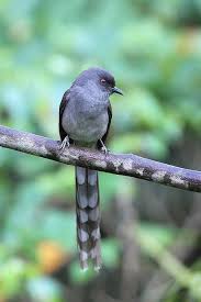 Black Bird With Long Tail India Long Tailed Sibia Fotos De Aves Aves Pajaros