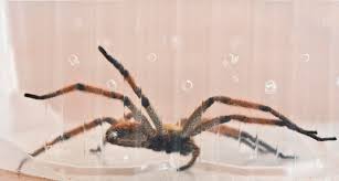 Es handelte sich demnach um eine bananenspinne (phoneutria), die als aggressiv und sehr giftig gilt. Kundin Totet Killerspinne Aus Banane Im Supermarkt News Heute At