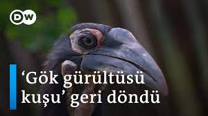 guney afrika da nesli tukenmekte olan kuslar yeniden cogaliyor dw turkce youtube