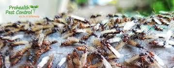If you are to prevent termite problems efficiently, though, you need to discover some essentials on termite control approaches. Flying Termite Treatment How To Deal With Flying Termites
