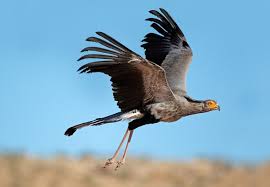 Secretary Bird Sagittarius Serpentarius Information About The Secretary Bird Including Photographs Fast Facts C In 2020 Bird Sagittarius Serpentarius Bald Eagle