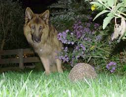 Herbstzeit Ist Igelzeit Hunde Ratgeber