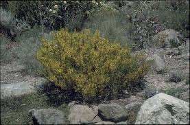 Image result for Acacia eriocarpa