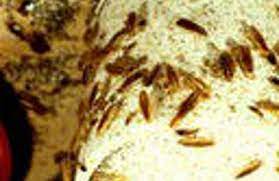 Not sure which type of home pest control service in. A Access Denied Pest Control 6116 Rymer Ct Las Vegas Nv 89130 Yp Com