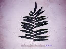 Image result for Stenochlaena