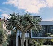 Dragon tree care and landscaping inspiration