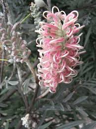 Commonly growing in the sydney basin of central new south wales, australia grevillea longifolia is recognizable by its deep red toothbrush flowers which appear in spring. Pin On Gardening Plants