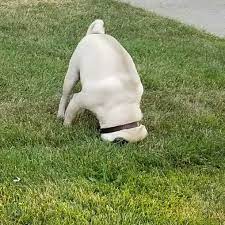 My Favorite Pic Of My Pug There Is No Hole In The Grass Whatswrongwithyourdog