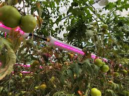 Riesenauswahl an produkten für zuhause. Ten Tips Of Using Led Grow Light We Should Care About Agc Lighting