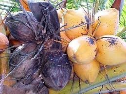 We will talk about them in this article. Edible Palms An Introduction To Palm Fruits Dave S Garden