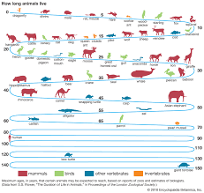 life span definition measurement facts britannica