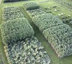 Miscanthus Can Meet U S Biofuels Goal Using Less Land Than Corn Or Switchgrass Illinois