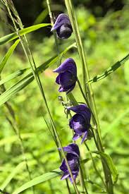 Image result for Allophylus fulvotomentosus