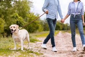 Generally speaking, we recommend you take your dog out between two to four times a day, with each walk lasting for at least 15 minutes. How Often Should I Walk My Dog Shallowford Animal Hospital