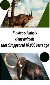 Expired Domain Expired The Wooly Cloning Plants Wooly Mammoth
