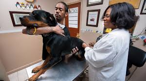 We pride ourselves in treating your pet like it was one of our own. Covid 19 Takes The Life Of A Harlem Veterinarian Cornell Chronicle