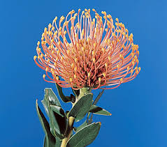 Image result for Leucospermum