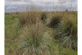 Image result for Hyparrhenia tamba