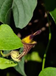 Image result for Aristolochiaceae