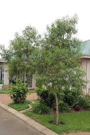 Image result for Heteropyxidaceae