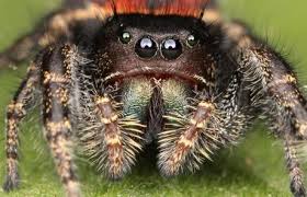 Sterling pest control is provides pest control services in thane, mumbai. Contact Us One Hour Pest Control In Nj