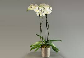 White unglazed orchid pots with holes large ceramic pot for orchid whitewashed orchid planter pot with holes for orchid root air circulation. Three Stemmed Orchid Ginkgo Florists