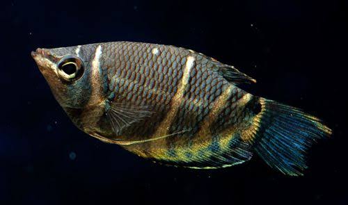 Chocolate Gourami Fish Species Profile