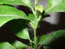 Check spelling or type a new query. Don T Kill Those Red Mites Laidback Gardener