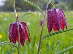 Suprafaţa carpaţilor din românia constituie habitatul. 16 Plante Rare Pe Cale De Disparitie Ideas Plants Sundew Plant Insectivorous Plant