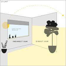 Furthermore, what does indirect sunlight look like for plants? Here S The Lighting Situation Stump Curated Plants Sustainably Crafted Wares