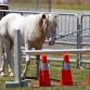 Nelson A&P Equestrian Measuring Sessions event image