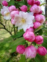 1800flowers.com has been visited by 100k+ users in the past month Apple Blossoms Very Sweet Smell Good For Vertical Height In A Bouquet Beautiful Flowers Spring Flowers Flowers