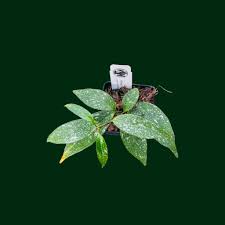 Image result for hoya multiflora