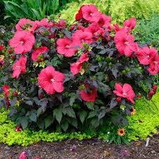 Image result for Hibiscus meyeri