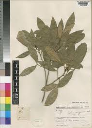 Image result for Vepris bremekampii