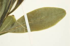 Image result for Peddiea fischeri