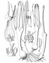 Image result for Ceropegia meyeri-johannis