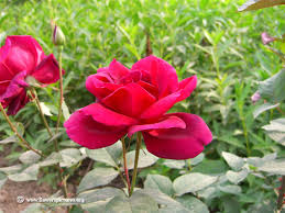 Check spelling or type a new query. Funny Pictures Gallery Rose Flower Rose Flower Wiki Pictures Of Roses Roses Pictures Pictures Roses Rose National Flower