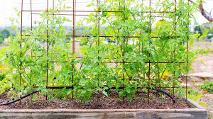 Explore our huge selection today! How To Stake Tomatoes In A Raised Bed Bed Gardening