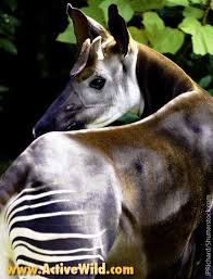 African Animals List With Pictures Facts Information Worksheet With Images Rainforest Animals List African Animals Okapi