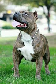 Zadora American Bully Such A Beautiful Example Of The Breed Hayvanlar