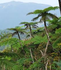 Image result for Cyathea manniana